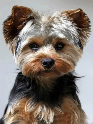 Kits Pintura Diamante 5d Para Bricolaje Yorkshire Terrier In