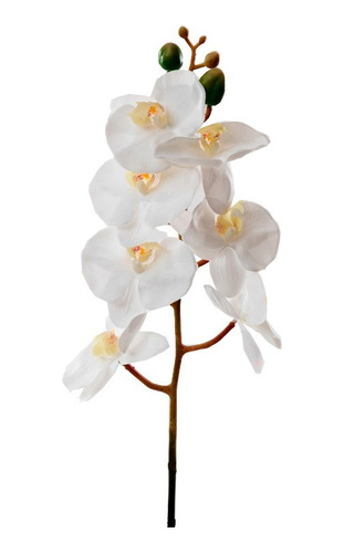 Orquídea Blanca