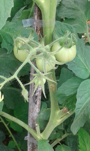 Óleo De Nim Repelente Organico Emulsionado Tomate 5 Litro