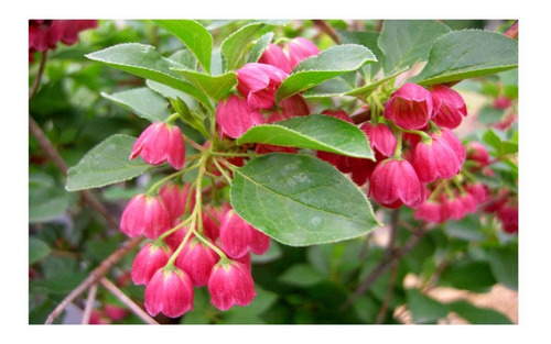 15 Semillas De Flor Enkianthus Campanulatus - Envio Gratis