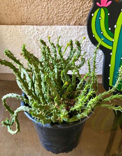 Euphorbia Flanaganii