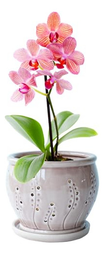 Macetas Para Orquídeas Con Agujeros, Maceta De Orquídeas De