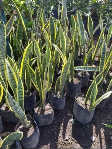 Plantas Lengua De Suegra