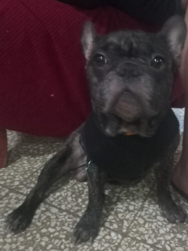 Bulldog Francés Busca Novia