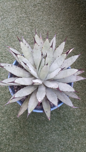 Agave Macroacantha, Maguey Mexicano, Mp
