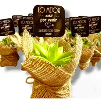 Comprar 65 Mini Cactus Suculentas Souvenir Arpillera Eventos Isiflor