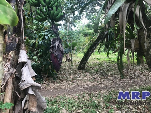 Imagem 10 de 12 de Terreno Em Ubatuba, Com Natureza Exuberante, Acesso Ao Rio, 1.500m², Bairro Residencial. - Te00142 - 34370754
