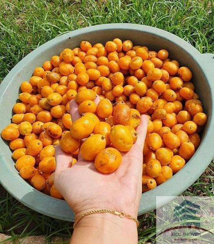 Imagem 25 de 27 de Chácara Com 8ha A Venda Em Guarabira, Paraíba