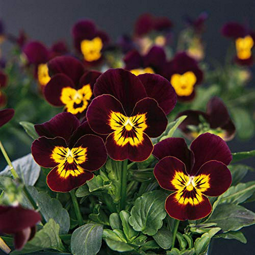  Semillas Viola Bambini Perenne, Compatible Con Plantas 