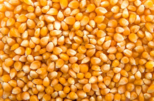 Imagen 3 de 3 de Maiz Pisingallo X 1 Kg Organico Pochoclos Distribuidora