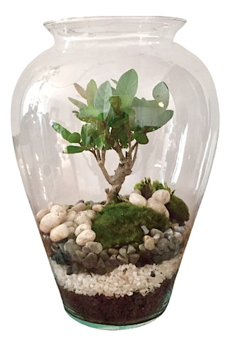 Bonsai Terrario Globo Con Arbolito Junípero, Ficus O Guayabo