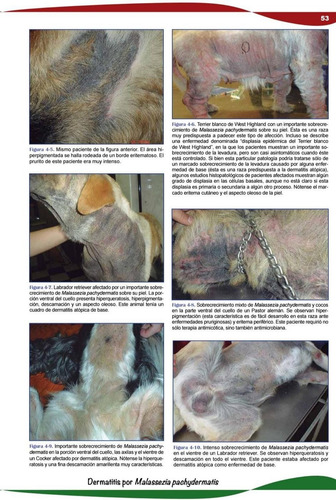 Rodríguez Beltrán: Prurito Canino: Diagnóstico Y Tratamiento