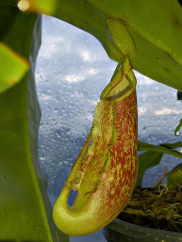 Plantas Carnívoras: Nepenthes Mixta X Khasiana