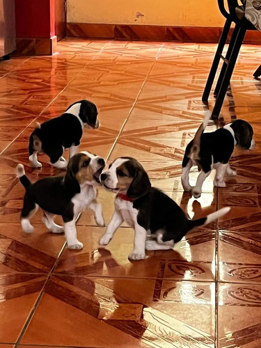 Beagle Tricolor Puros Garantizados  350 