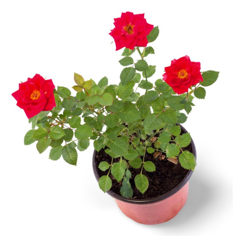 Planta Plantar Una Rosa Cortada