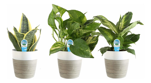 Costa Farms Clean Air 3-pack O2 For You Live House Plant Col