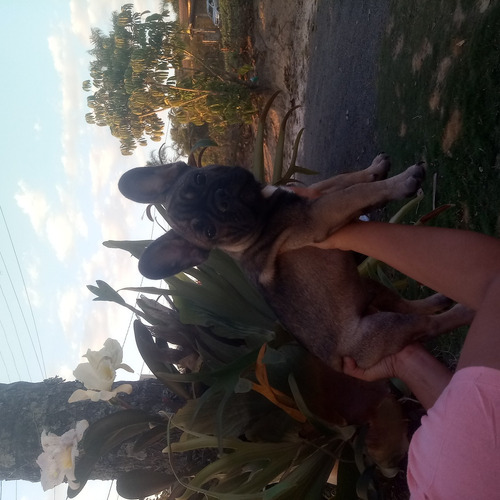 Imagem 3 de 3 de Buldogue Frances