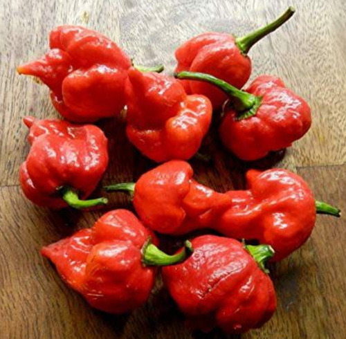 Semillas Aji Picante, Chile Trinidad Moruga Scorpión 