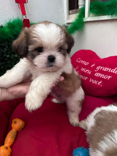 Vende-se Lindos Péts Par Alegrar A Famíli