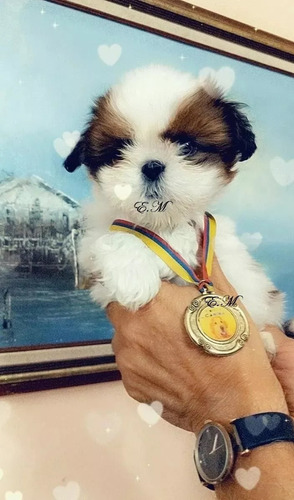 Shihtzu Puros Perritos Con Garantìa 350 Macho Y Hembra