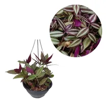 Comprar Lambari Roxo Tradescantia Zebrina Planta Adulta Cuia 21 Rara