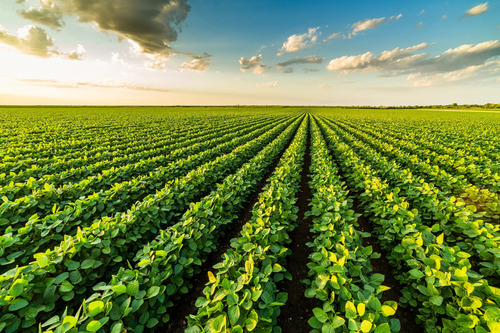 Fertilizante Orgánico N, P, Mn, Zn Talete Valagro 10 L