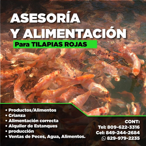 Imagen 9 de 10 de Curso Especial Cria Y Engorde De Tilapias Rojas