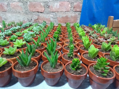Cactus Y Suculentas Matrimonios Bautizos Baby Shower Misas