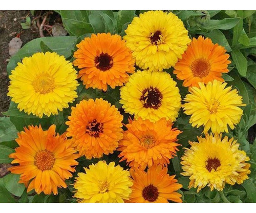 Planta La Calendula Sirve Para Las Verrugas