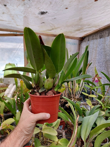 Orquidea Cattleya Labiata Semi Alba Plantas Con Flores | MercadoLibre 📦