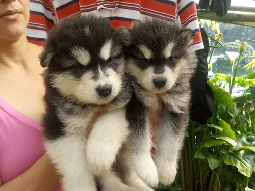 Cachorros Alaska Malamute Vacunados