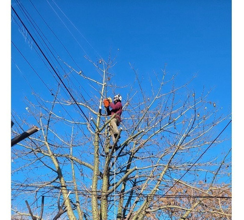 Imagen 2 de 12 de Poda De Arboles Tala Extracciones Palmera Whatsap 1528694955