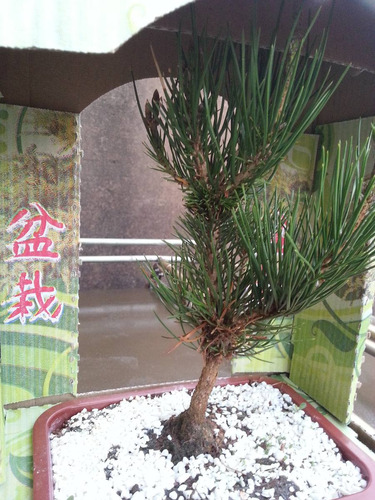 Pré-bonsai De Pinheiro Negro (pinus Thumbergi) Lindos