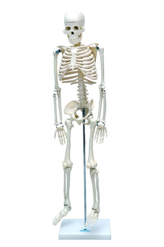 Esqueleto De 85cm Anatomia Humana Medicina Do Corpo