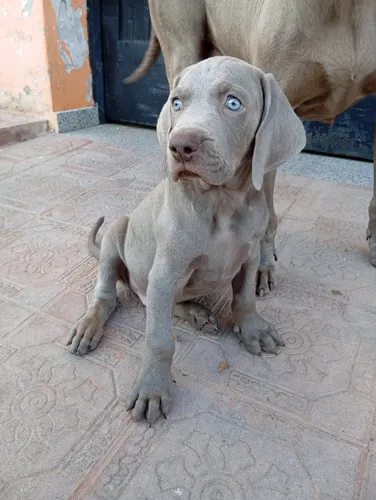 Weimaran Macho