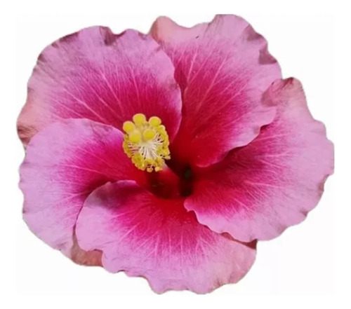 Planta Rosa China Hibiscus Siriacu