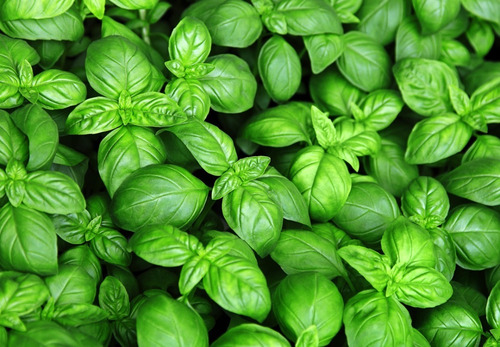 Imagen 10 de 10 de Maceta Plástico Reforzada 50 Litros Cultivo Jardín Vivero