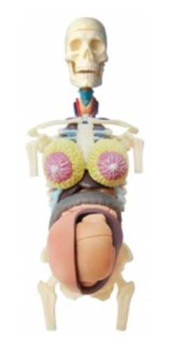 Anatomia Do Torso Gravidez - Grávida Corpo Humano