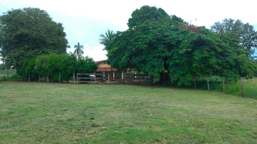 Chácara, Sitío De 3 Alqueires Na Cidade De Nova Castilho Sp, Regiao De São Jose Do Rio Preto E Araçatuba Sp
