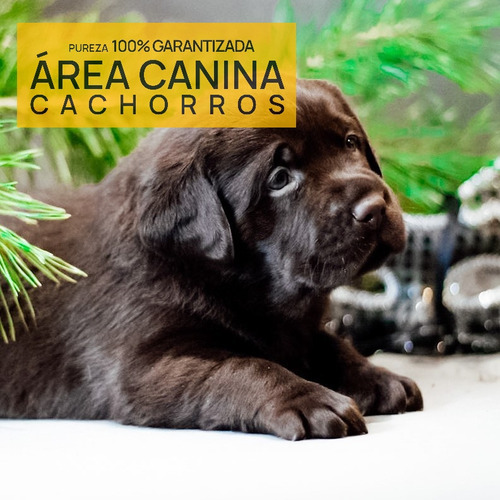 Cachorros Puros En Canning Y San Vicente, Tambien Envios