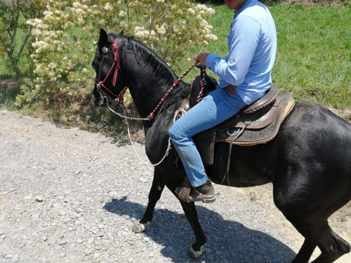 Precioso Caballo 1/4 De Milla