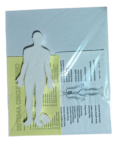 Maqueta Para Armar Del Sistema Circulatorio