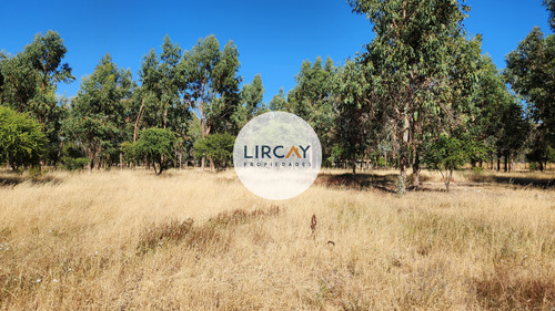 En Venta Terreno De 7 Hectáreas, Talca, Panguilemu.