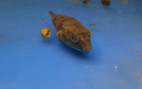 Tetraodon Lineatus Puffer Fahaka 2cm Tropical Dulce Polypter