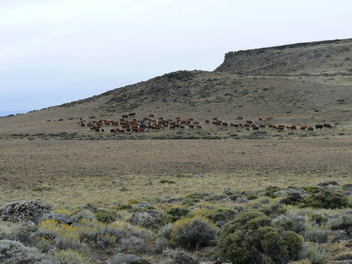 Campo En Santa Cruz Argentina  35000has Ganadero Agricola Tosquera