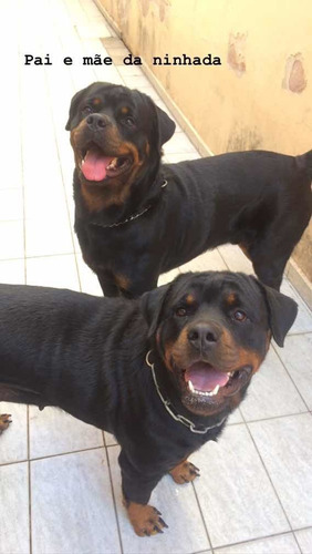 Filhote De Rottweiler Cabeça De Touro