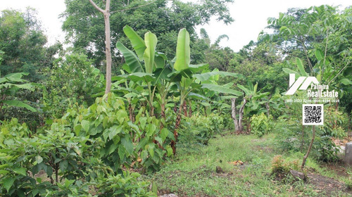 Imagen 6 de 8 de Se Vende Finca Con Casa En Masaya