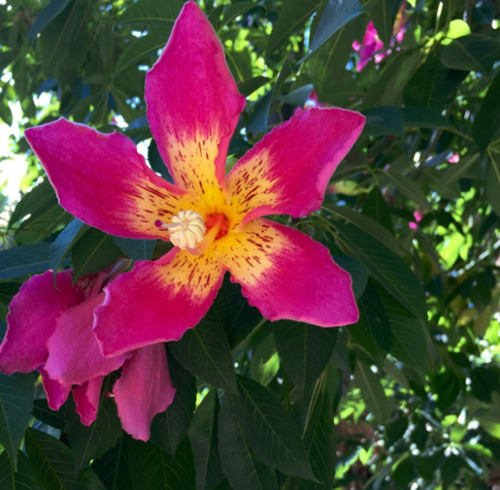 Arbol Palo Borracho 2.30 Altura. Envíos A Todo El País. Fucsia