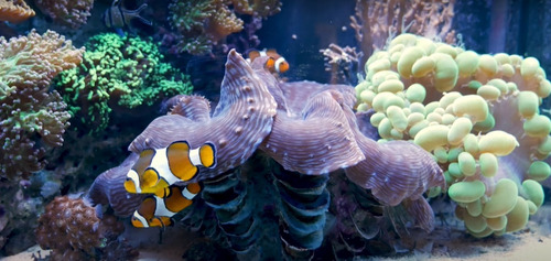Acuario Marino Hiper Completo - Principiantes - Pecera 96lts