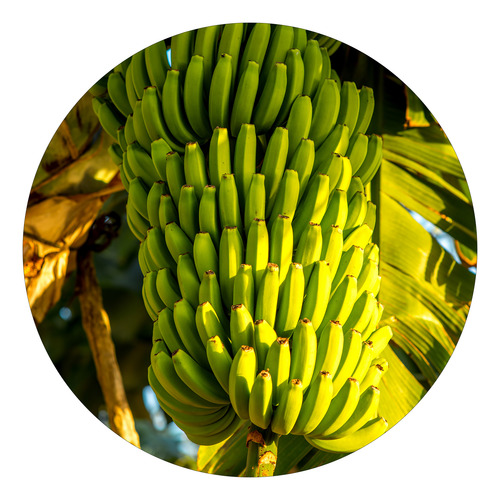 10 Mudas De Banana Princesa Brs Embrapa Resistentes